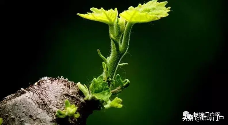 今天这句话只想对你说：我爱你 蚌埠