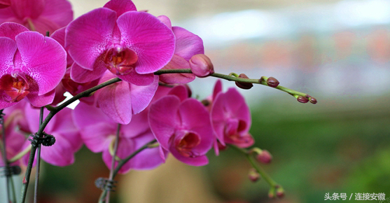 蚌埠花木城 拼颜值？拼创新？拼大数据？在苗交会上读懂中国苗木产业发展