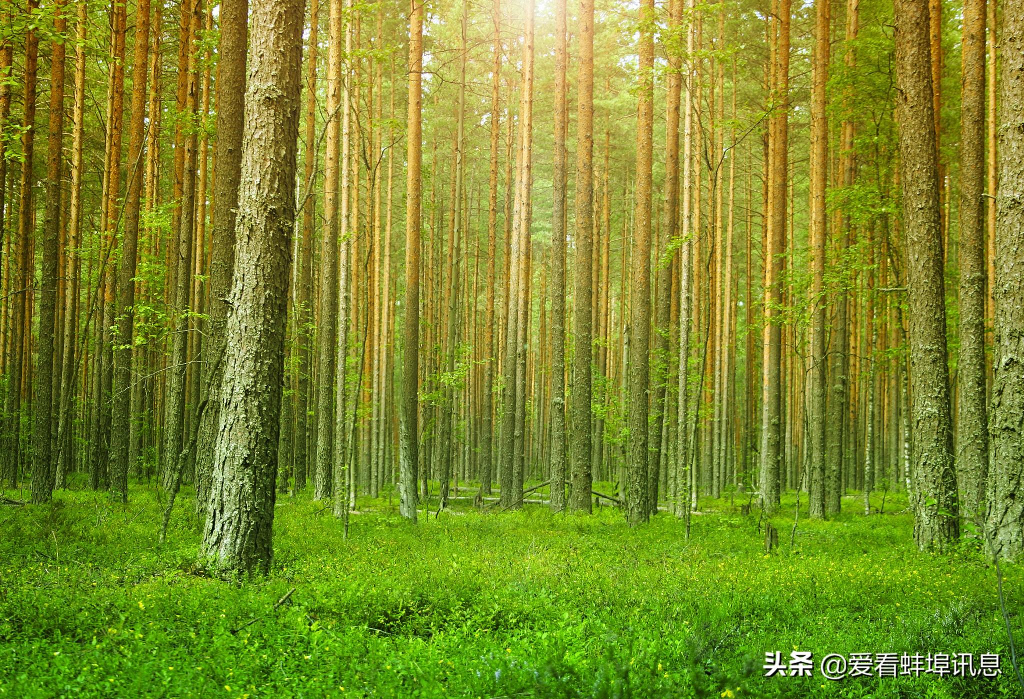 蚌山区推动花卉种植搭上产业“快车”