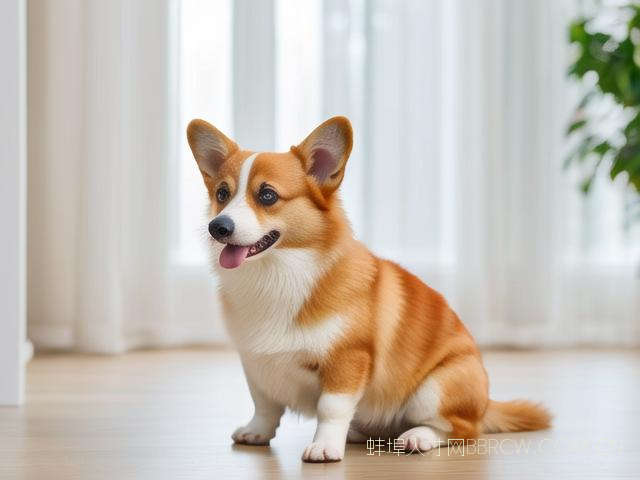 蚌埠柯基犬多少钱一只,滕州柯基多少钱