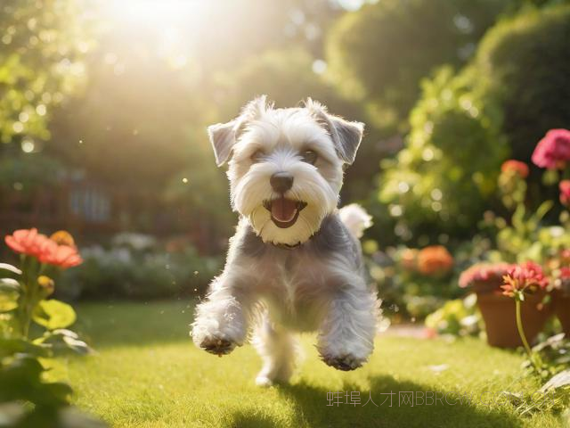 蚌埠宠物狗雪纳瑞买卖,蚌埠哪里卖狗