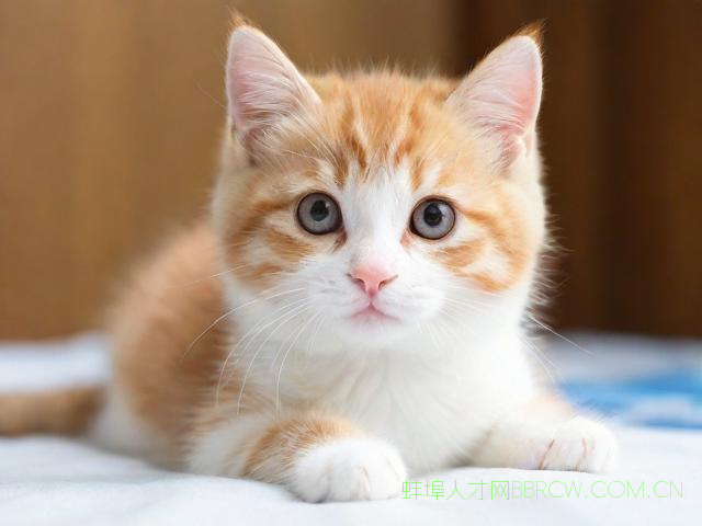 蚌埠宠物医院排名,蚌埠宠物医院蚌埠论坛