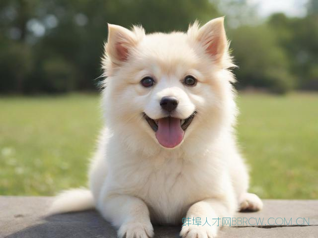 蚌埠市动物免疫检疫局,蚌埠市动物检疫中心