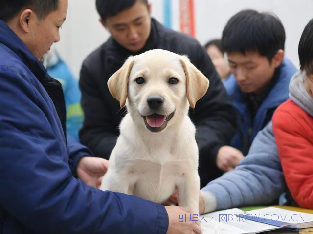 蚌埠免费领养狗狗,蚌埠养犬