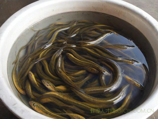 蚌埠什么地方有卖泥鳅苗,蚌埠蚯蚓养殖基地在哪里