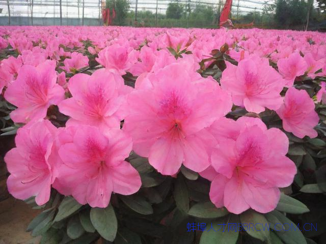 蚌埠花卉苗木,蚌埠花卉养殖基地在哪