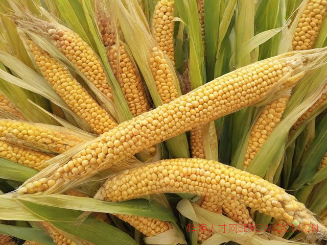 蚌埠中新食品商贸公司,蚌埠新中农肥业有限公司