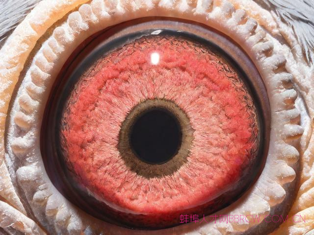 蚌埠市腾飞运输公司,蚌埠腾飞赛鸽俱乐部